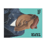 50s Tapir postcards