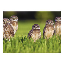 5 Burrowing Owls Athene Cunicularia Custom Announcements