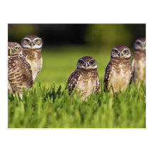 5 Burrowing Owls Athene Cunicularia Postcards