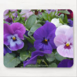 5 Purple Lavender Blue Pansies