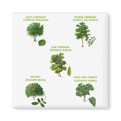 5 Trees Magnet by DrDorian