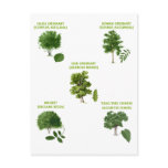 5 Trees Postcard