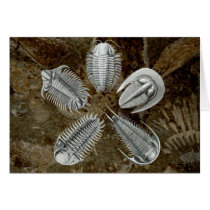 5 Trilobites Card