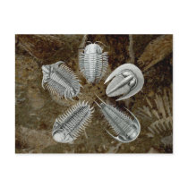 5 Trilobites Postcard