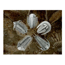 5 Trilobites Postcard