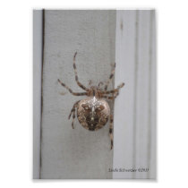 5X7 Arachnid-Designer City! Photographic Print