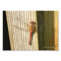 5X7 Dragonfly He's Red & Up Close Art Photo