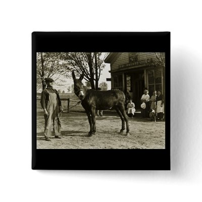 5x7 GLASS NEGATIVE  Milwaukee Mule Button by scenesfromthepast