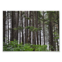 5X7 La Push 2nd Beach Trail Photo Print