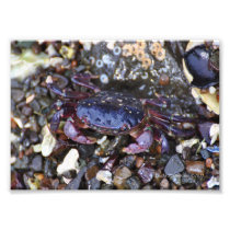 5X7 Purple Shore Crab Art Photo