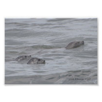 5X7 Seals Playing in the Pacific Art Photo