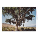 60. Shoe Tree, Nevada cards