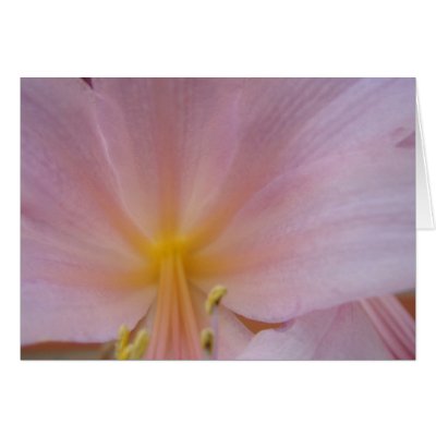 8 5 2009, Naked Ladies Lilies 054 by PictureFindsbySue