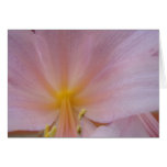 8 5 2009, Naked Ladies Lilies 054 cards