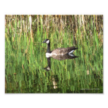 8X10 Canadian Goose Reflection Photo