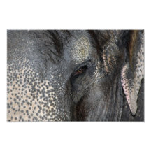 8x10 Elephant Eye Photo Art