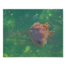 8X10 Jellyfish - Lion's Main Photo Print
