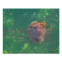 8X10 Jellyfish - Lion's Main