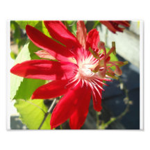 8x10 passionflower print . photographic print