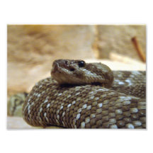 8x10 Rattlesnake Photo Art