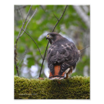8X10 Red-Tailed Hawk Photo
