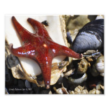 8X10 Starfish-Red Star! Photographic Print