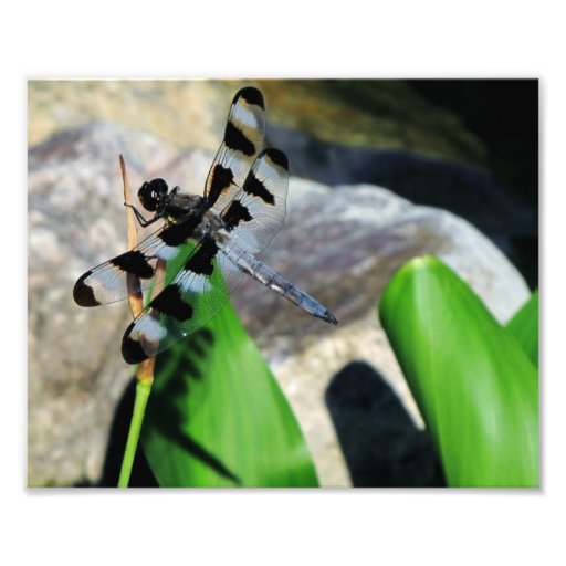 8x10 Zebra Dragonfly Photograph Zazzle