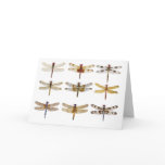 9 Dragonfly Species Cards