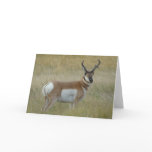 A0001 Pronghorn Antelope Buck Cards