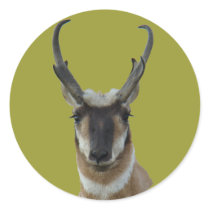 A0019 Pronghorn Antelope Buck sticker