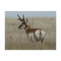 A0022 Pronghorn Antelope Post Cards