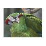 A12 Parrot Couple Postcard
