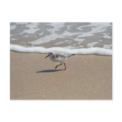 A1 Golden Sands Postcard by FloridaBest