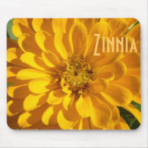 a1 Golden Yellow Zinnia