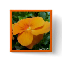 a1 Orange Apricot Viola