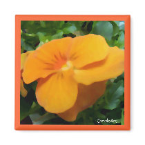 a1 Orange Apricot Viola