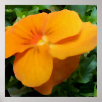 a1 Orange Apricot Viola Posters