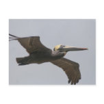 A2 Flying Pelican Postcard