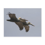 A3 Pelican Pair Postcard