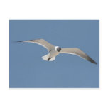 A5 Flying Seagull Postcard