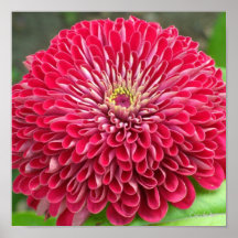 a5 Hot Pink Zinnia Burst Posters