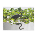 A6 Great Heron Postcard