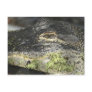 A7 Florida Gator Postcard