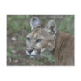 A8 Florida Panther Postcard