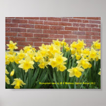 A 1 Print "Daffodils" and Home Nature Series 2012