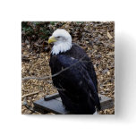 A Bald Eagle Pinback Button