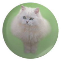 A ball of fluff white kitten dinner plate