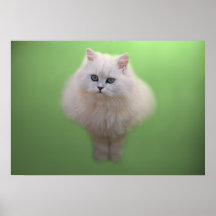 A ball of fluff white kitten print