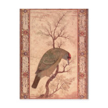 A Barbet  Jahangir Period, Mughal, 1615 Postcard