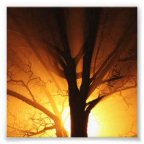 A Bare Tree At Sunset Photograph